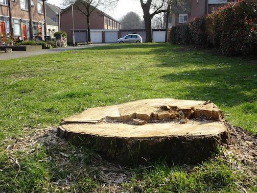 Bomenkap Quirijnstok Bomenkap Quirijnstok